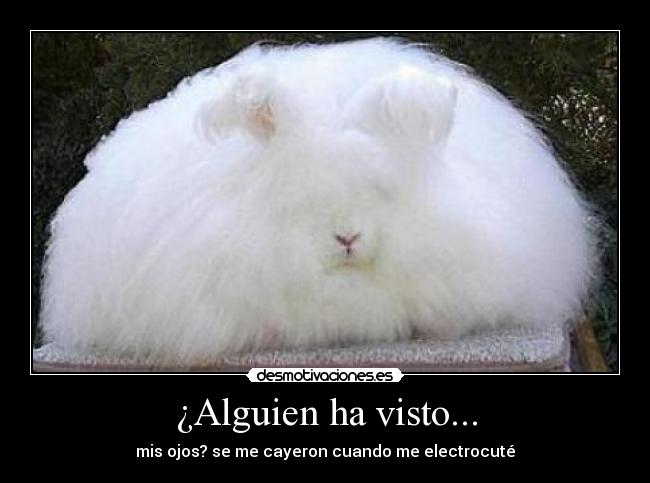 ¿Alguien ha visto... -