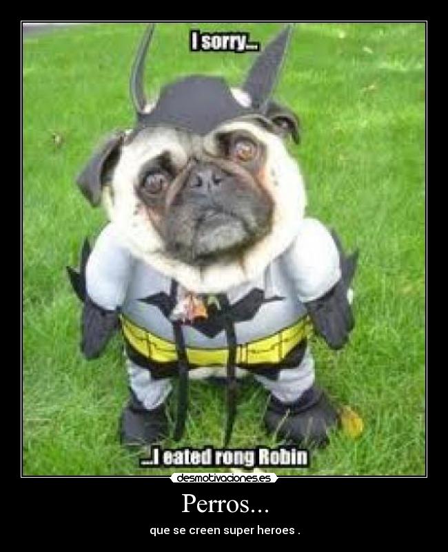 Perros... -