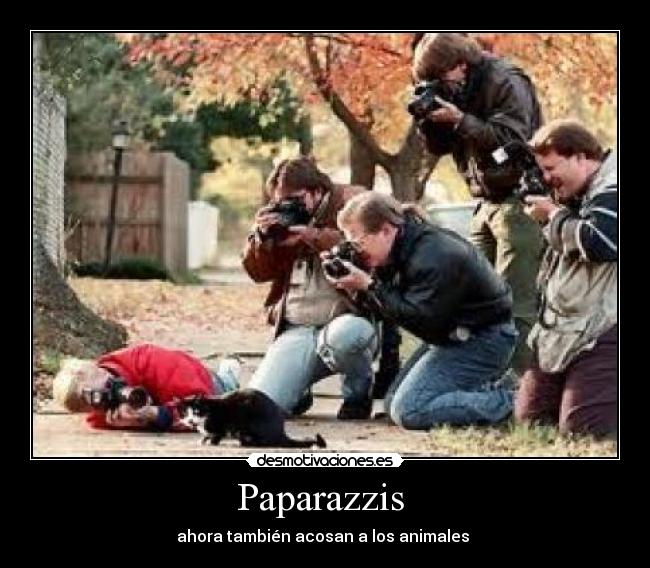 Paparazzis - ahora también acosan a los animales