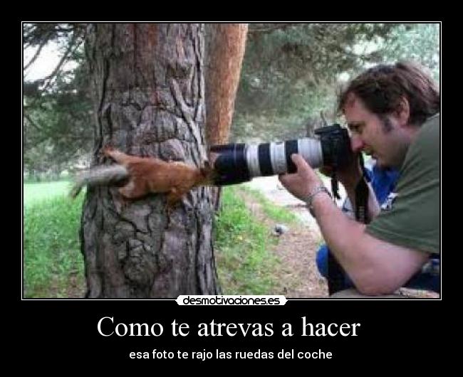 carteles ardillas desmotivaciones