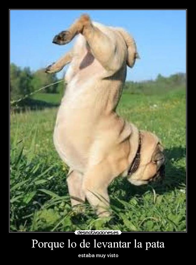 carteles perro meando desmotivaciones