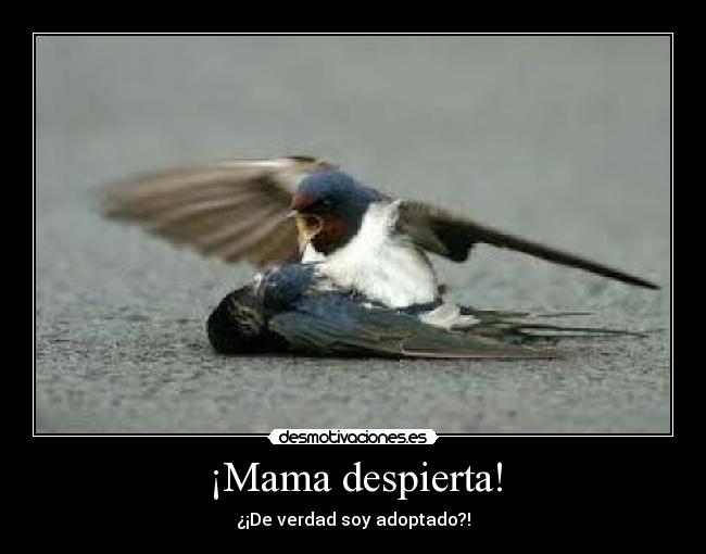 carteles pajaros desmotivaciones