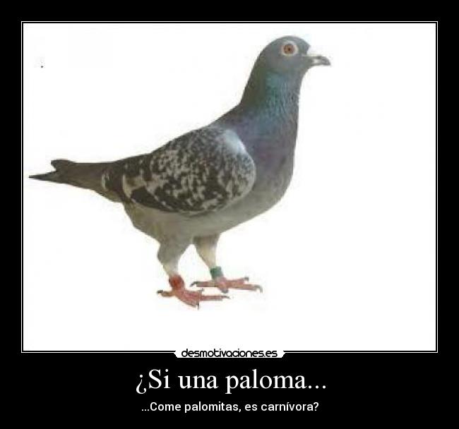 ¿Si una paloma... -