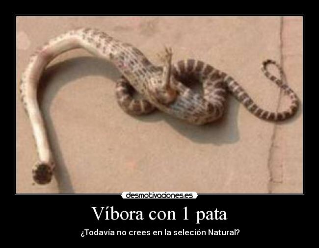 Víbora con 1 pata -