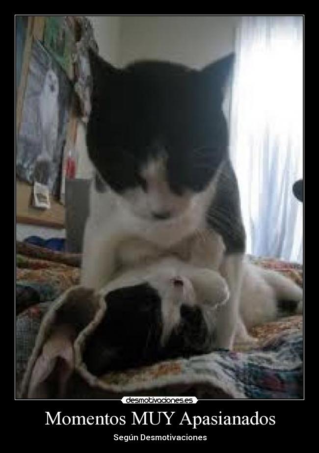 Momentos MUY Apasianados - Según Desmotivaciones