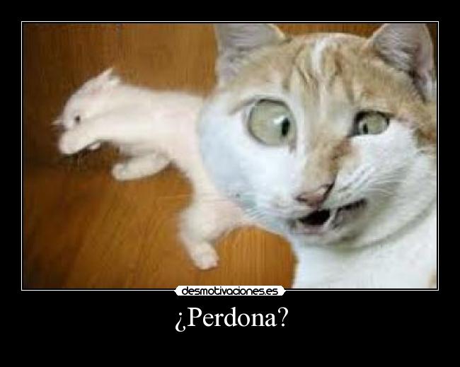 ¿Perdona? - 