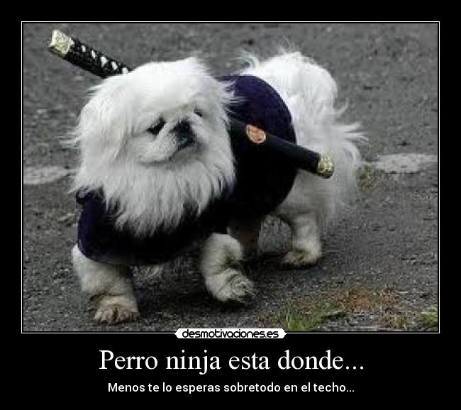 Perro ninja esta donde... - Menos te lo esperas sobretodo en el techo...