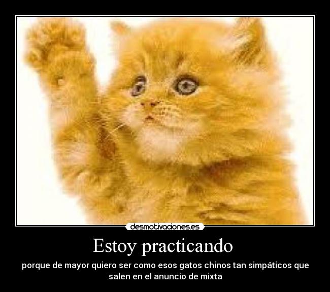 carteles gatos desmotivaciones