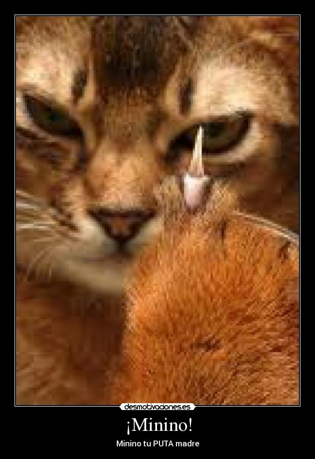 ¡Minino! -