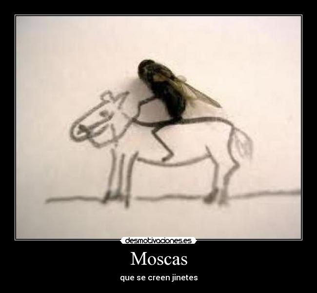 Moscas - 