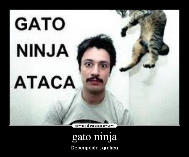 gato ninja - Descripción : grafica