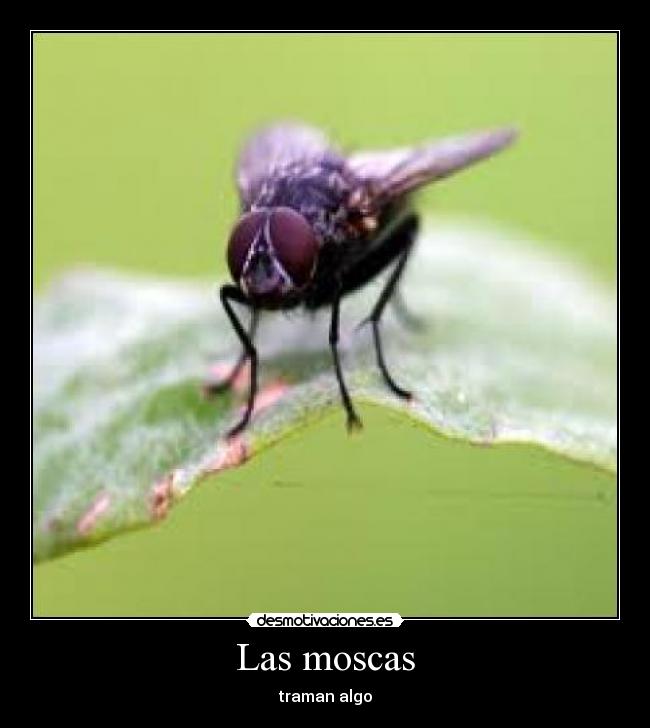 Las moscas -