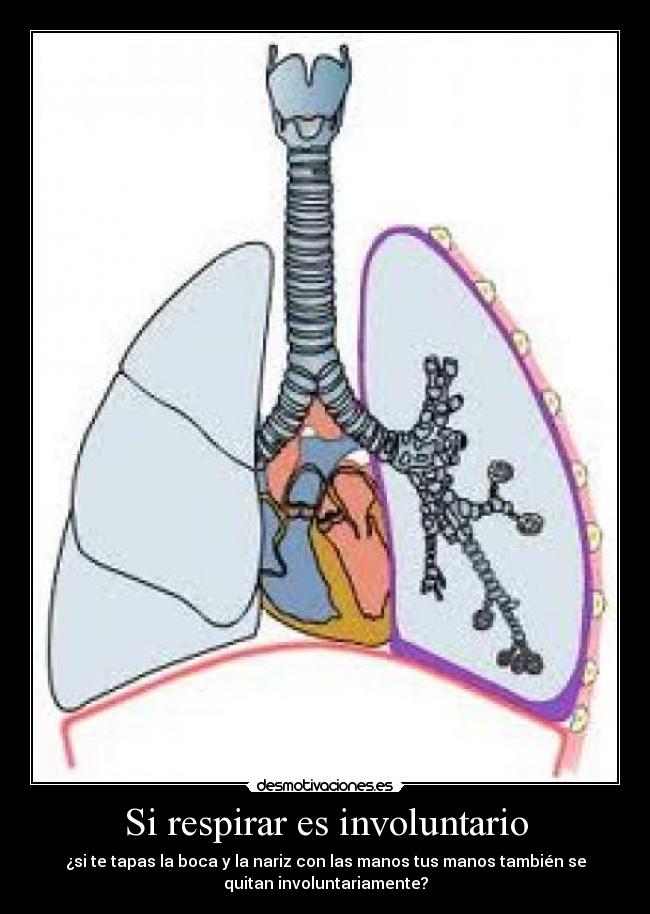 Si respirar es involuntario - ¿si te tapas la boca y la nariz con las manos tus manos también se
quitan involuntariamente?