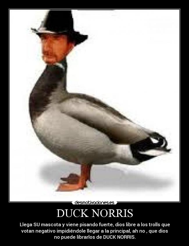 DUCK NORRIS - Llega SU mascota y viene pisando fuerte, dios libre a los trolls que
votan negativo impidiéndole llegar a la principal, ah no , que dios
no puede librarlos de DUCK NORRIS.