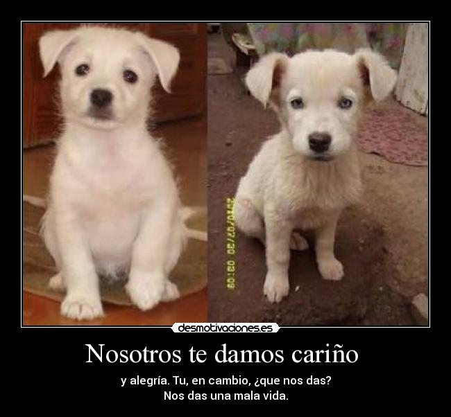 Nosotros te damos cariño - y alegría. Tu, en cambio, ¿que nos das?
Nos das una mala vida.
