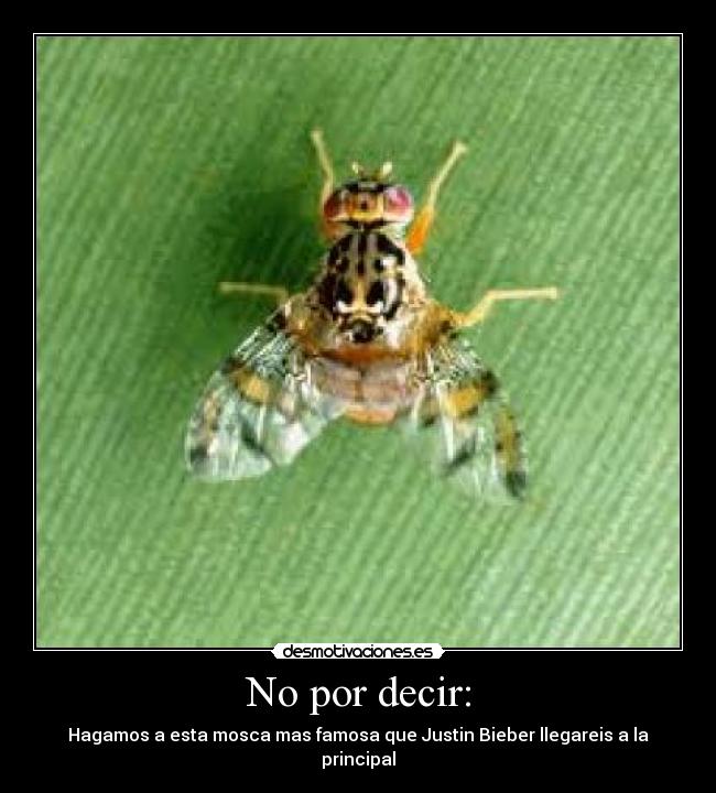 No por decir: - Hagamos a esta mosca mas famosa que Justin Bieber llegareis a la principal