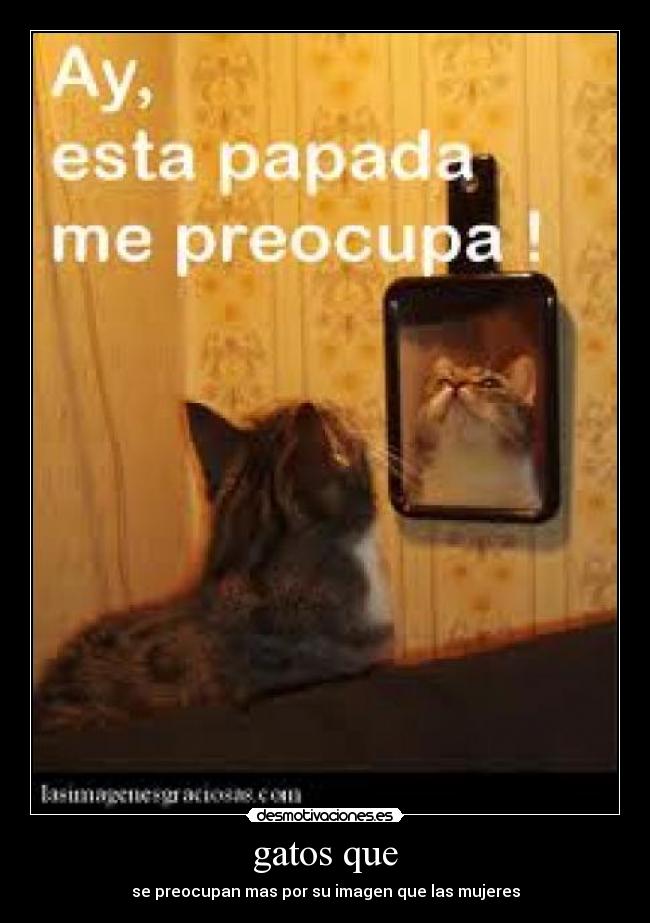 gatos que - se preocupan mas por su imagen que las mujeres