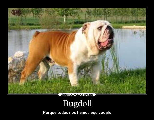Bugdoll -