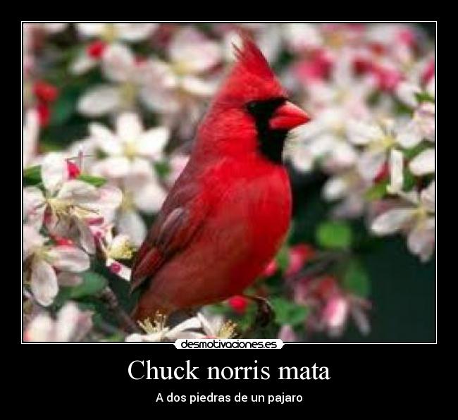 Chuck norris mata - A dos piedras de un pajaro