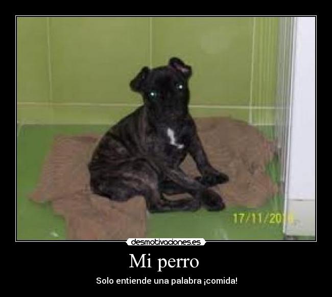 Mi perro -