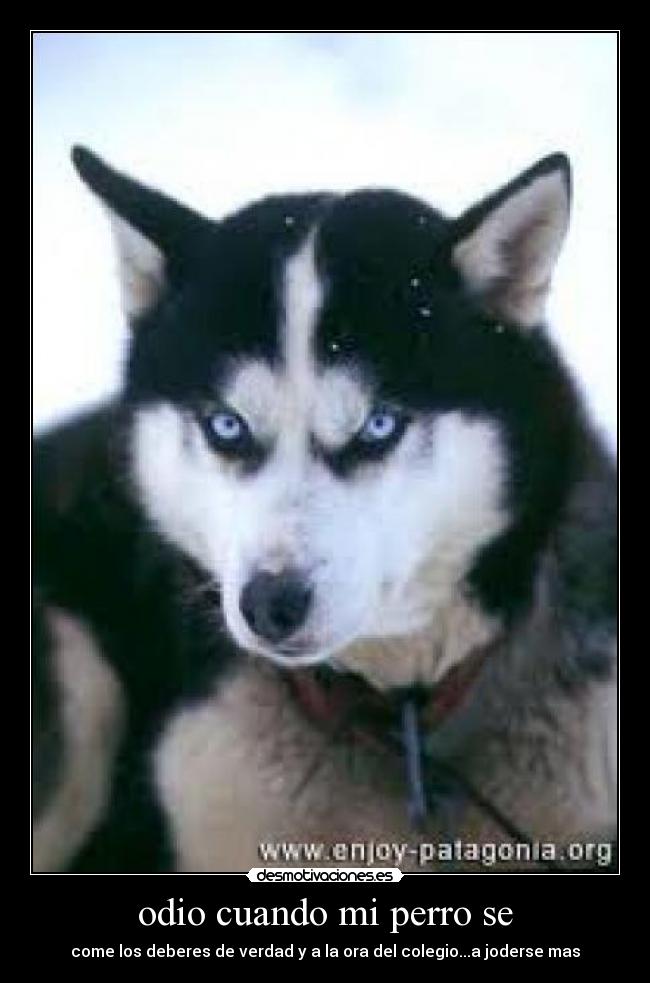 odio cuando mi perro se - come los deberes de verdad y a la ora del colegio...a joderse mas