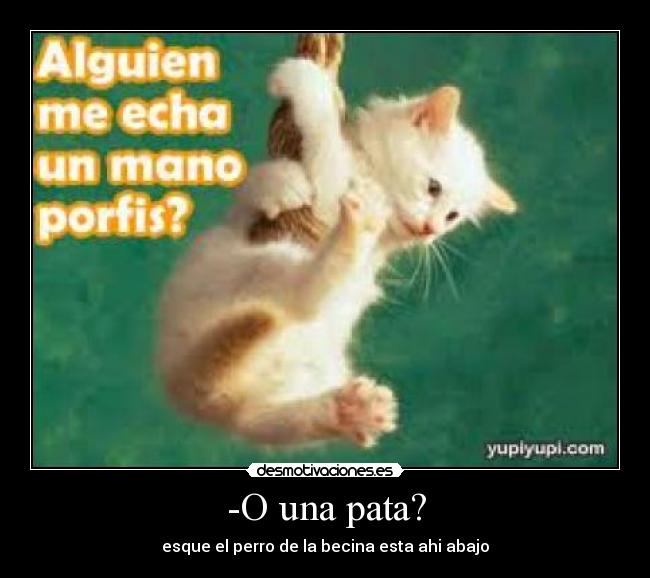 -O una pata? - esque el perro de la becina esta ahi abajo