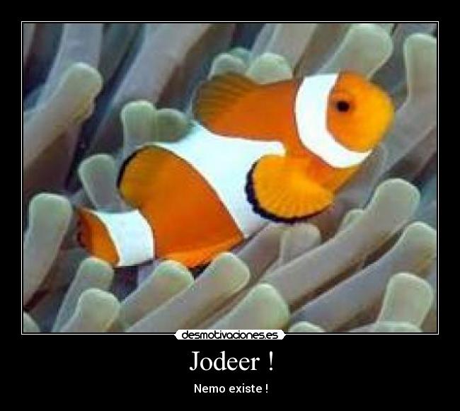 Jodeer ! - 