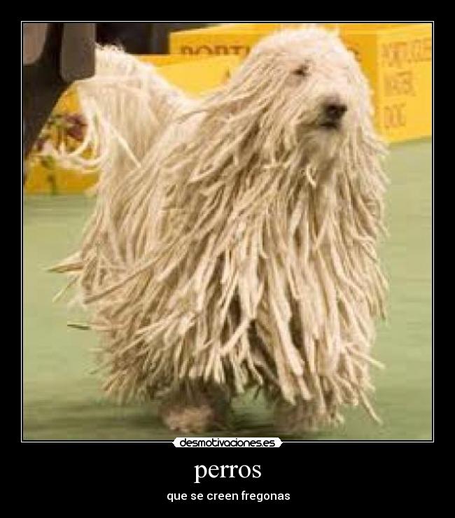 perros - 