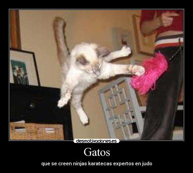 carteles gatos gatos desmotivaciones