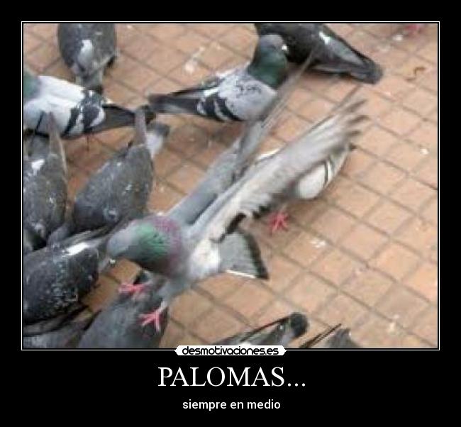 PALOMAS... - 