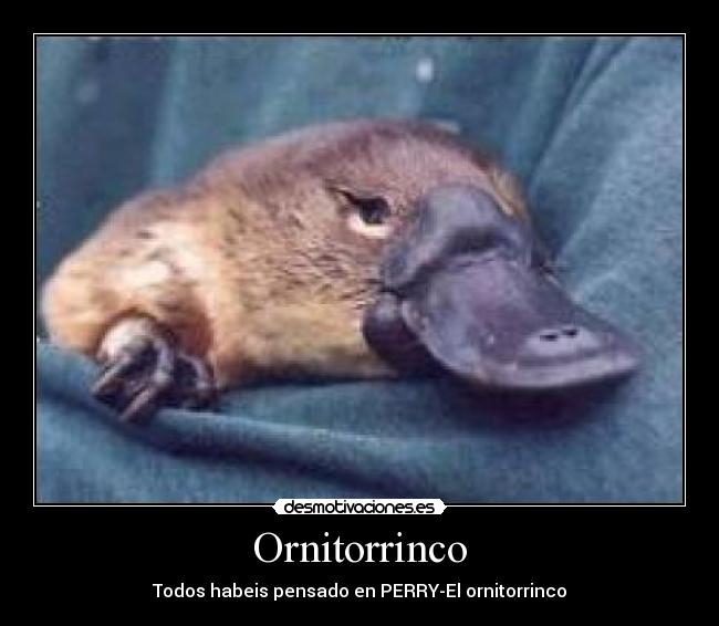 Ornitorrinco -
