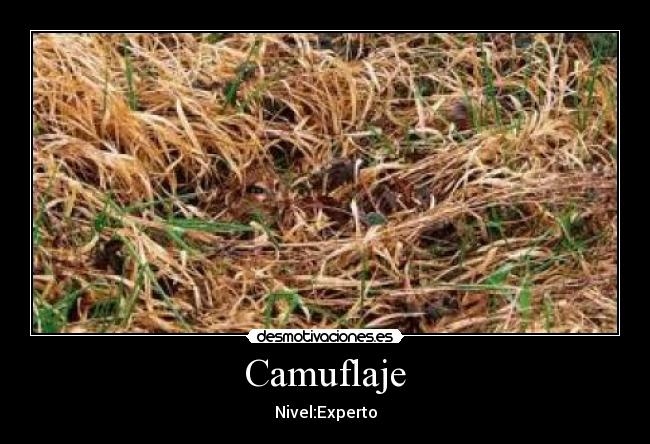 Camuflaje - Nivel:Experto