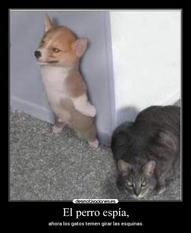El perro espía, - ahora los gatos temen girar las esquinas.