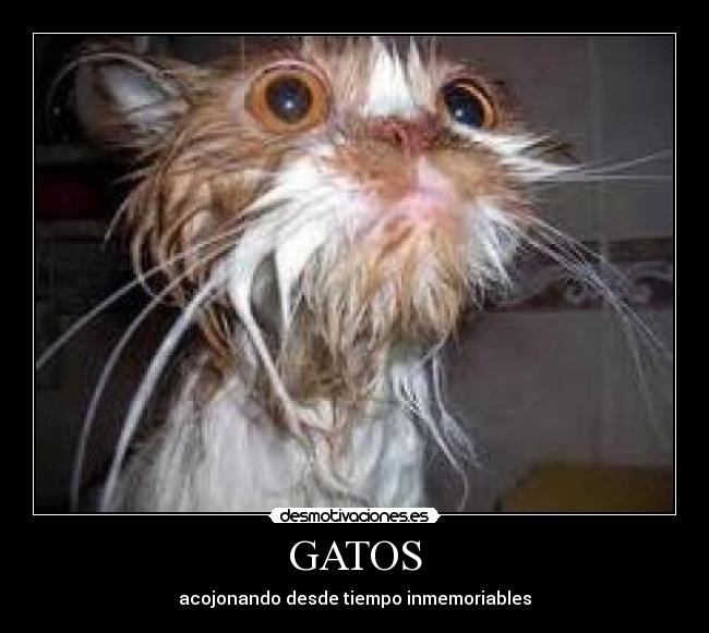 GATOS - 