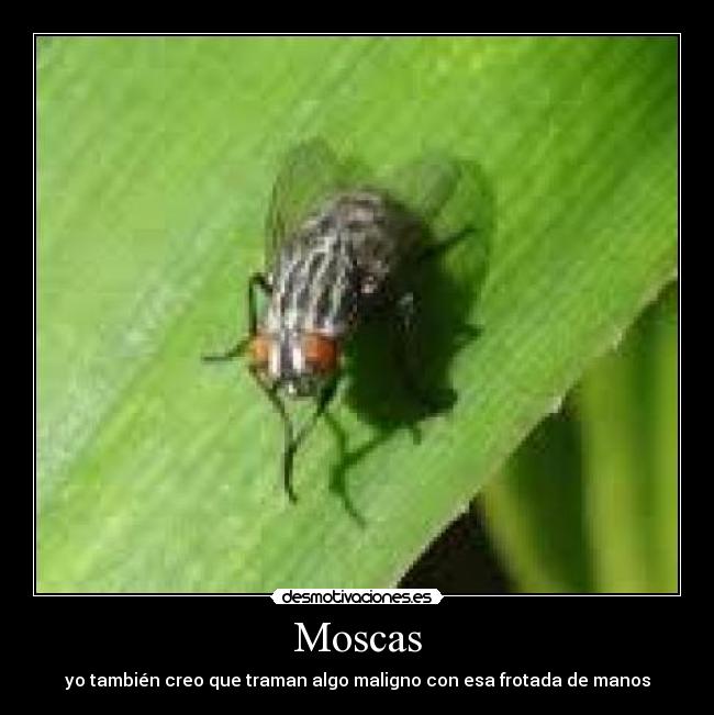 carteles moscas desmotivaciones