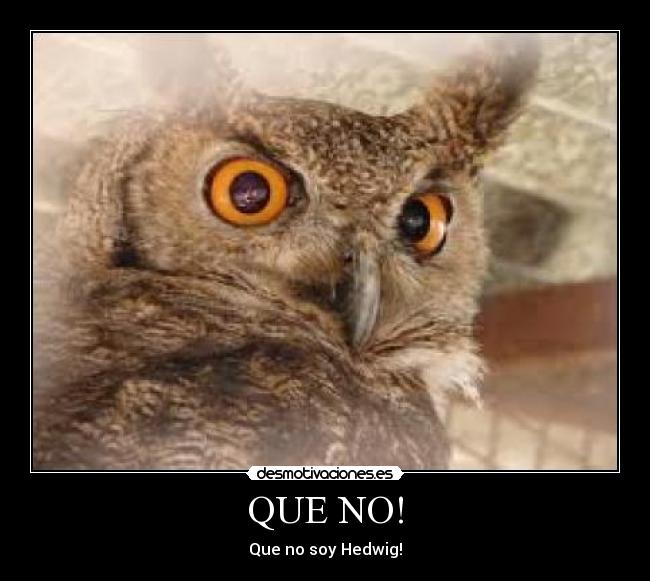 QUE NO! - Que no soy Hedwig!