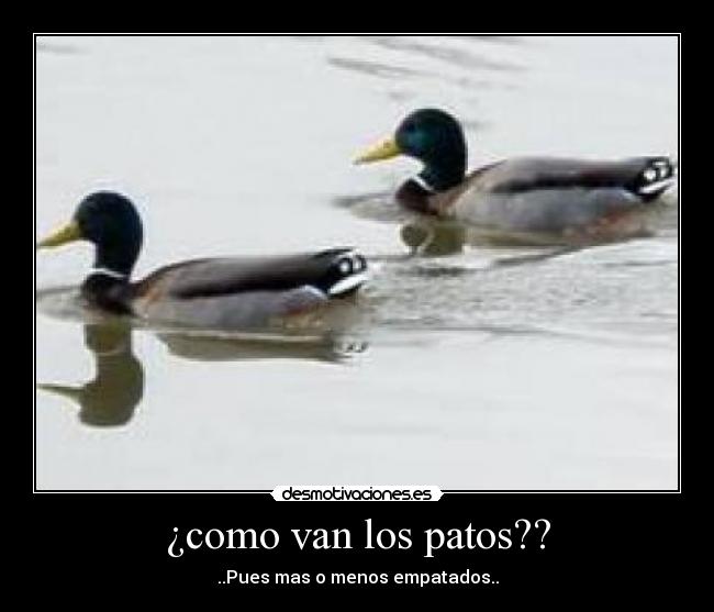 ¿como van los patos?? - ..Pues mas o menos empatados..