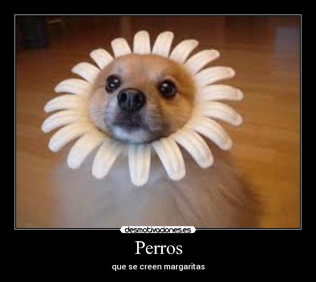 Perros - que se creen margaritas