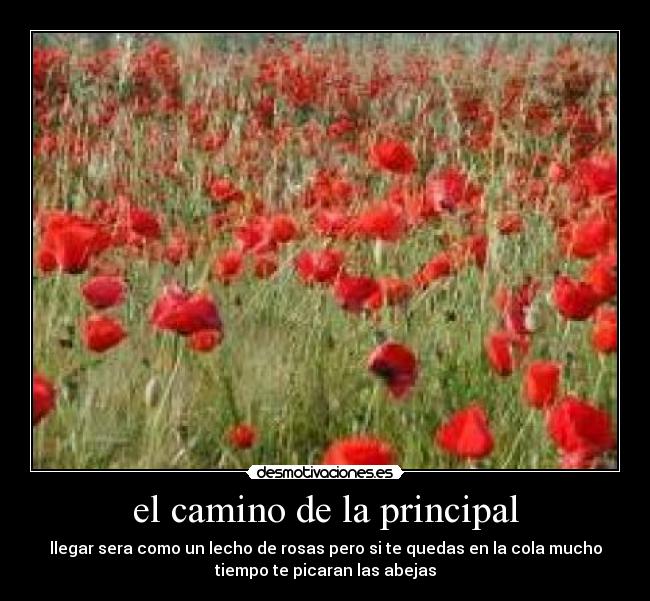 el camino de la principal - llegar sera como un lecho de rosas pero si te quedas en la cola mucho
tiempo te picaran las abejas