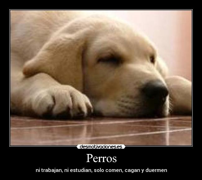 Perros - ni trabajan, ni estudian, solo comen, cagan y duermen