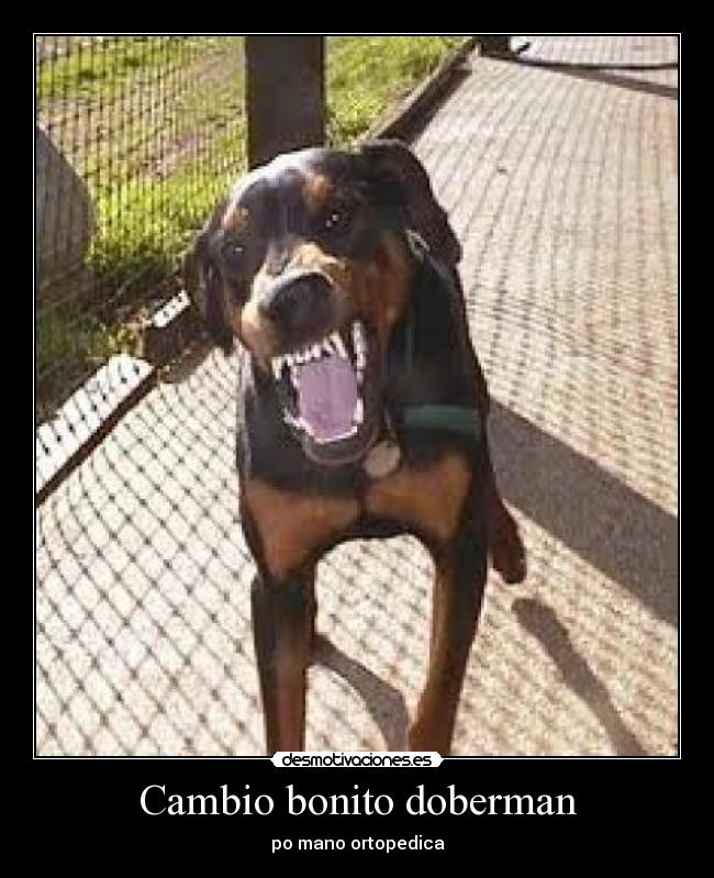 Cambio bonito doberman - po mano ortopedica