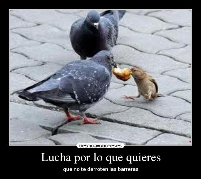 carteles wwwdesmotivacioneses desmotivaciones