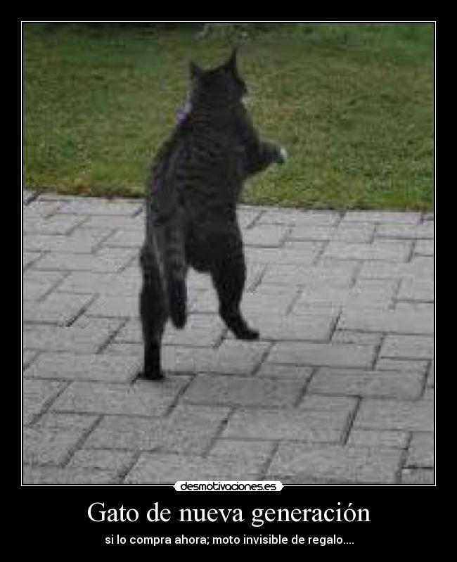 Gato de nueva generación - si lo compra ahora; moto invisible de regalo....