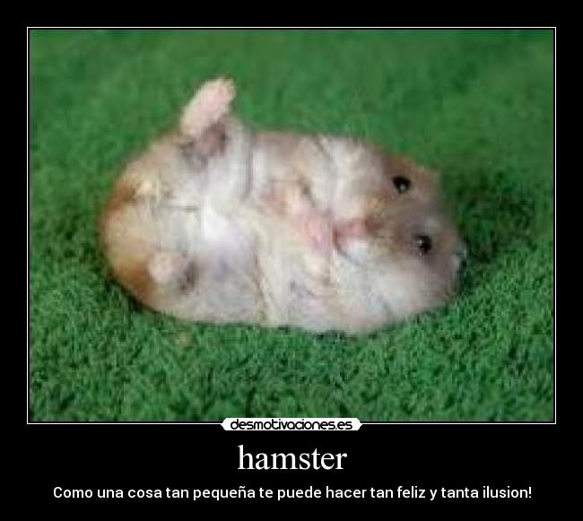 hamster -