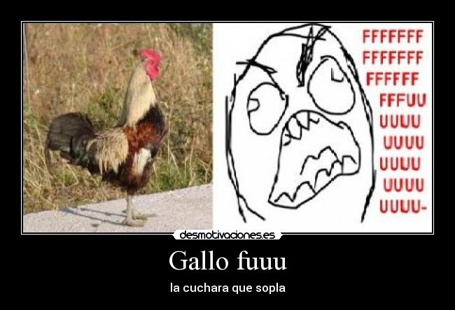 Gallo fuuu -
