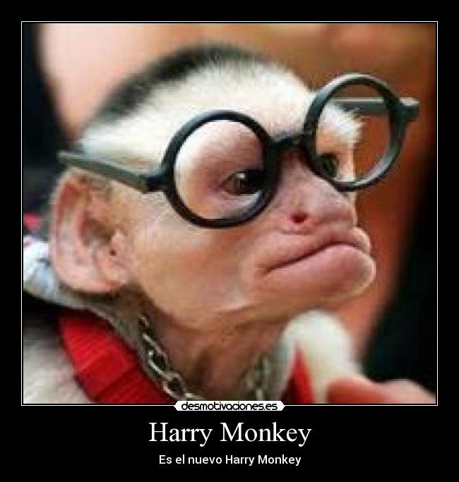 Harry Monkey -