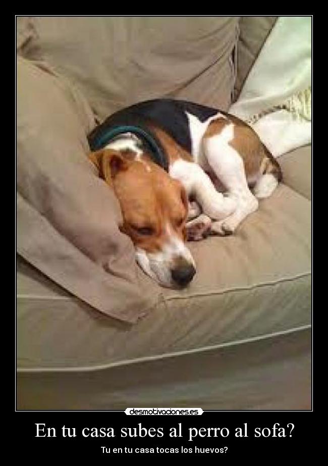 En tu casa subes al perro al sofa? -