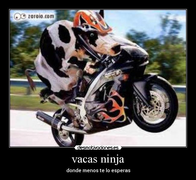 vacas ninja - donde menos te lo esperas