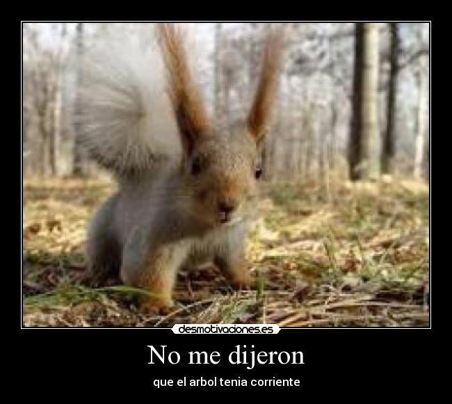 No me dijeron - 