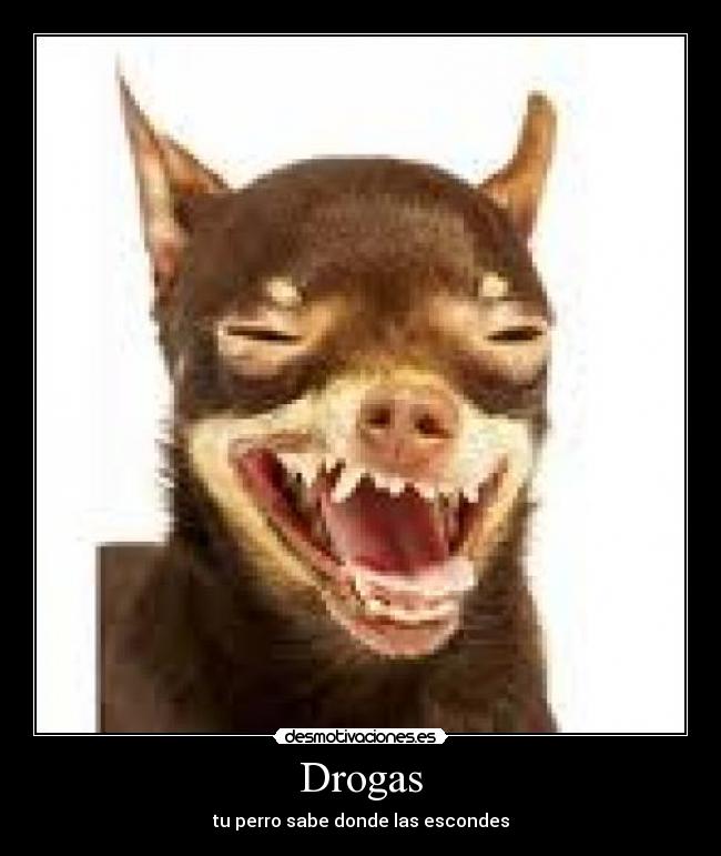 carteles drogas desmotivaciones